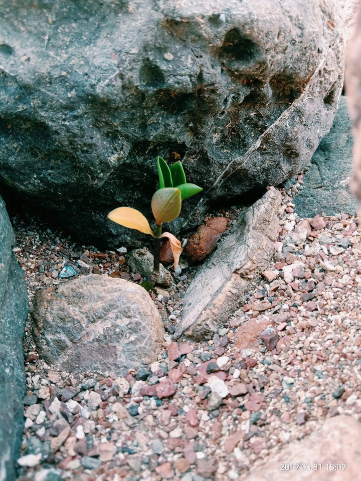 tiny tree ....