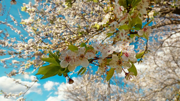 Bloom
