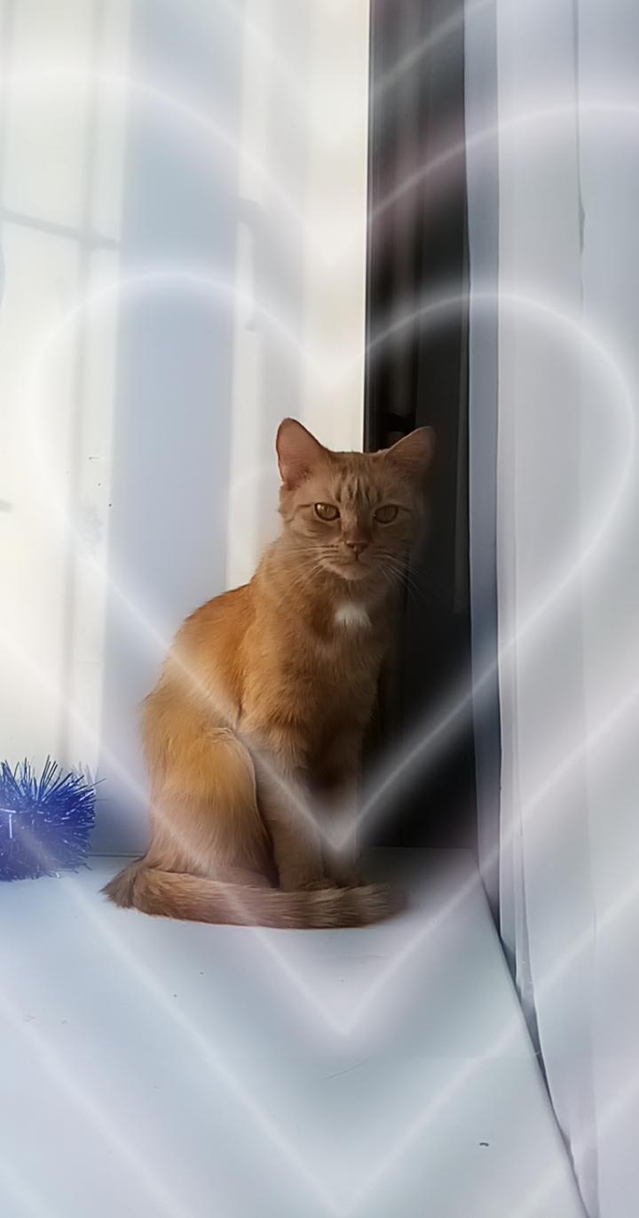 #cat #heart #covid_19