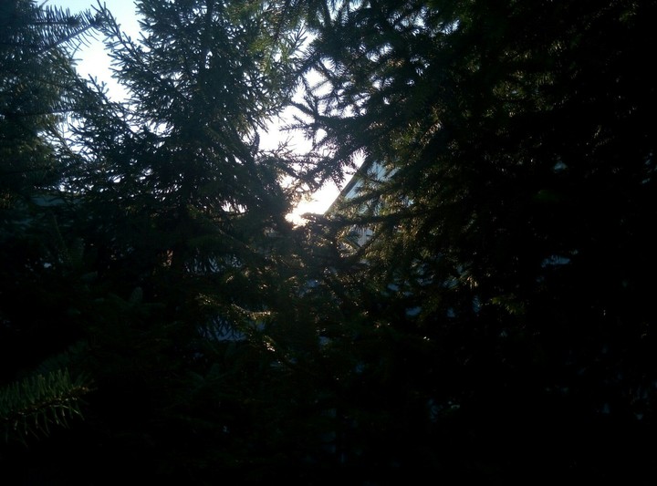 tree