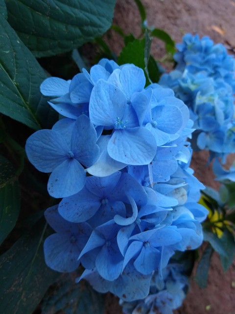 тапети petal, groundcover
