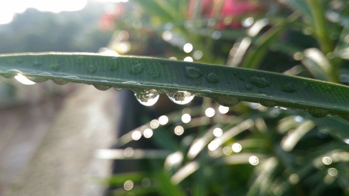 dew drops
