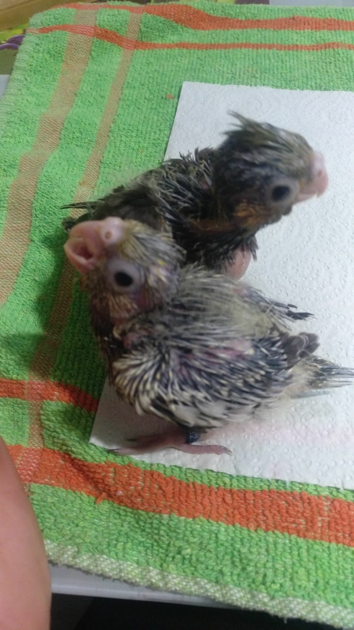 ninfas.. mis bebés