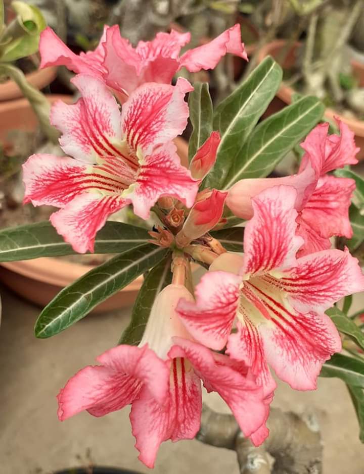 Adenium
