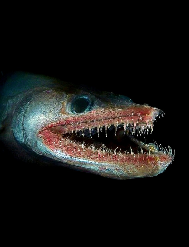 A Fish with BITE