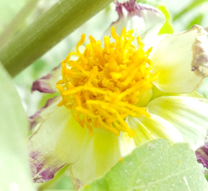 yellow beauty ...