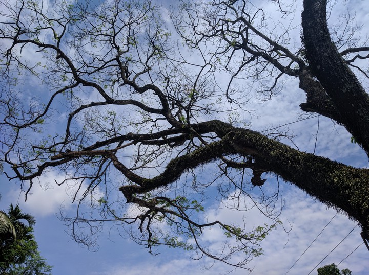 last stage of a tree