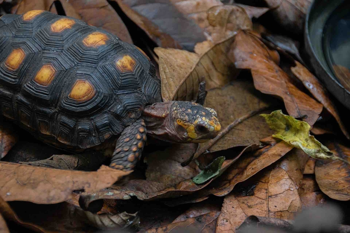 turtle