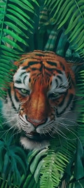 Тигр.