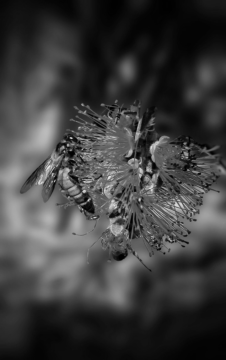 #honey bee