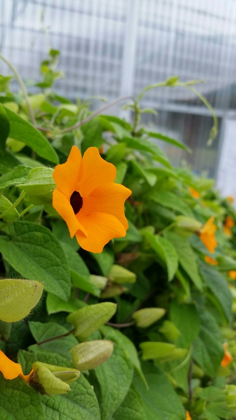 Flores silvestres