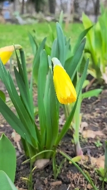 #narcissus