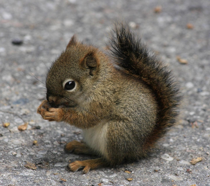 squirrel