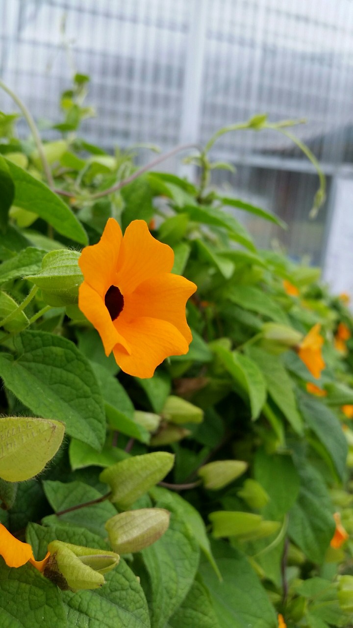 Flores silvestres
