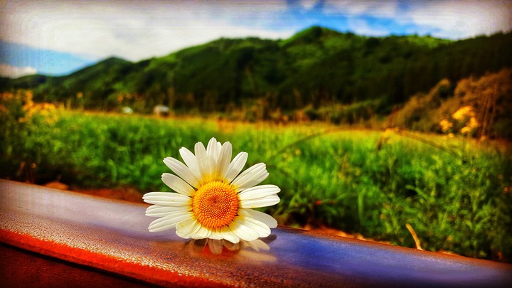 Beautiful Flower
