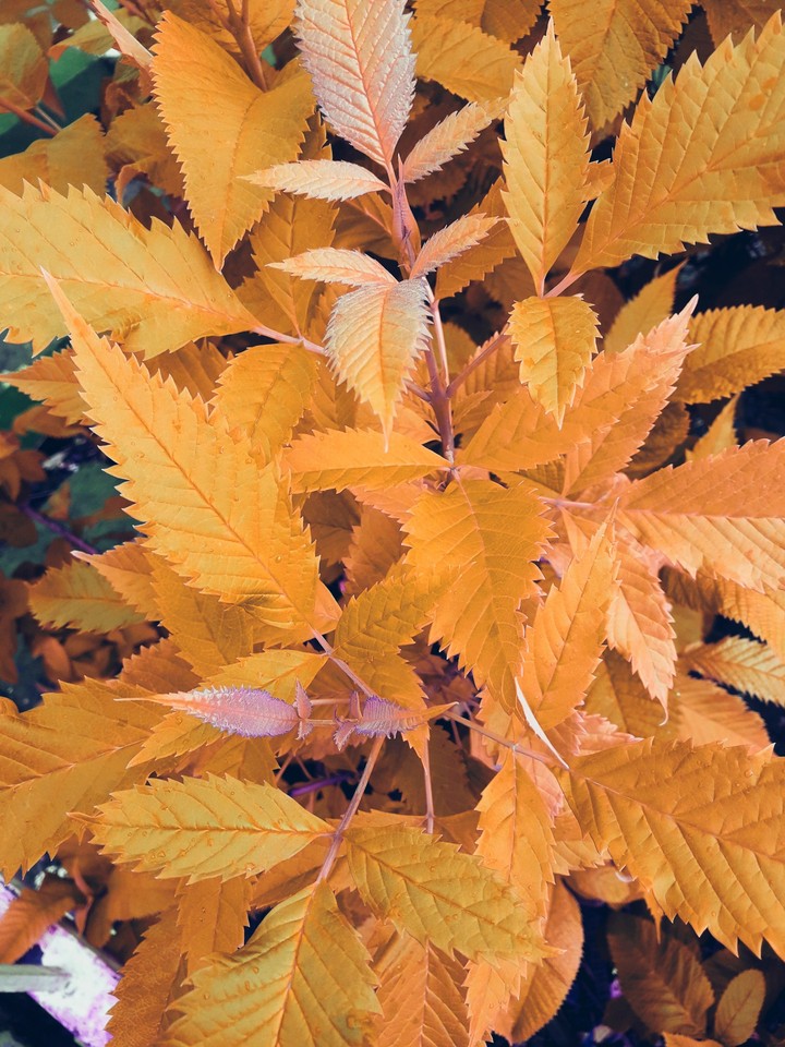 golden tree