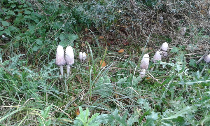 herfst