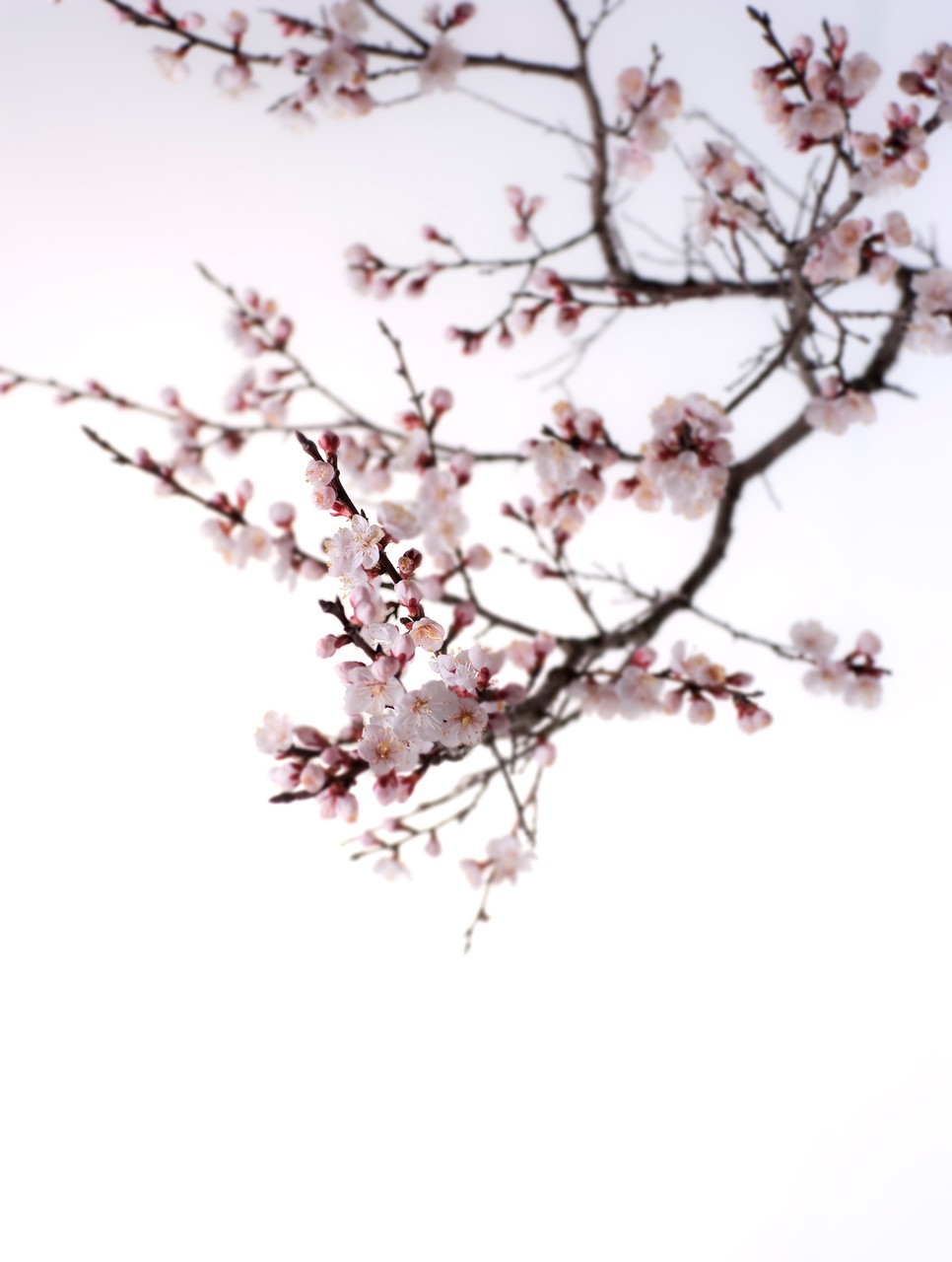 Pink Flower