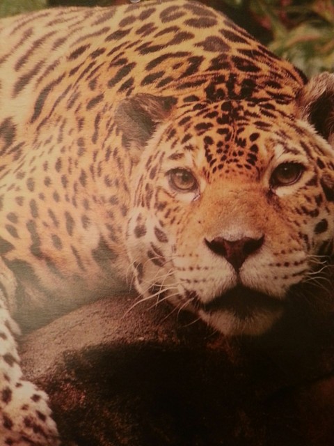 Jaguar on rock