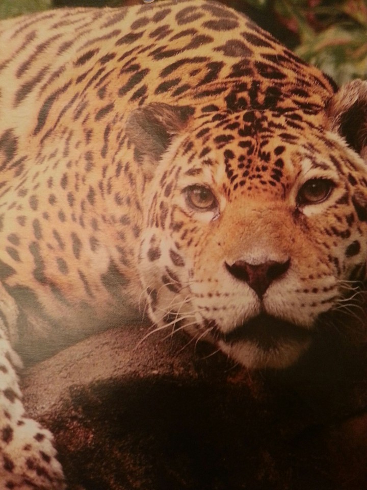 Jaguar on rock