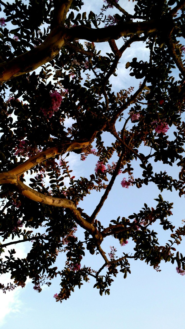 flower tree