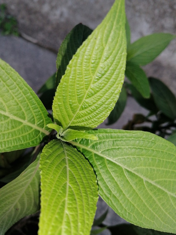 plant