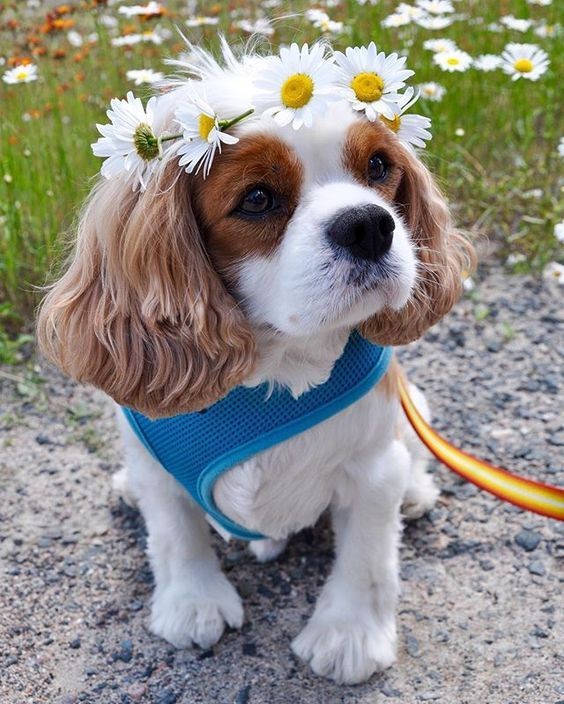 my adorable pet ❣️