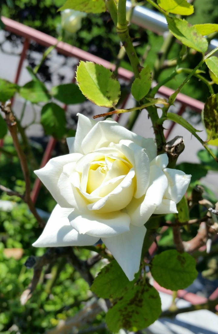 rose