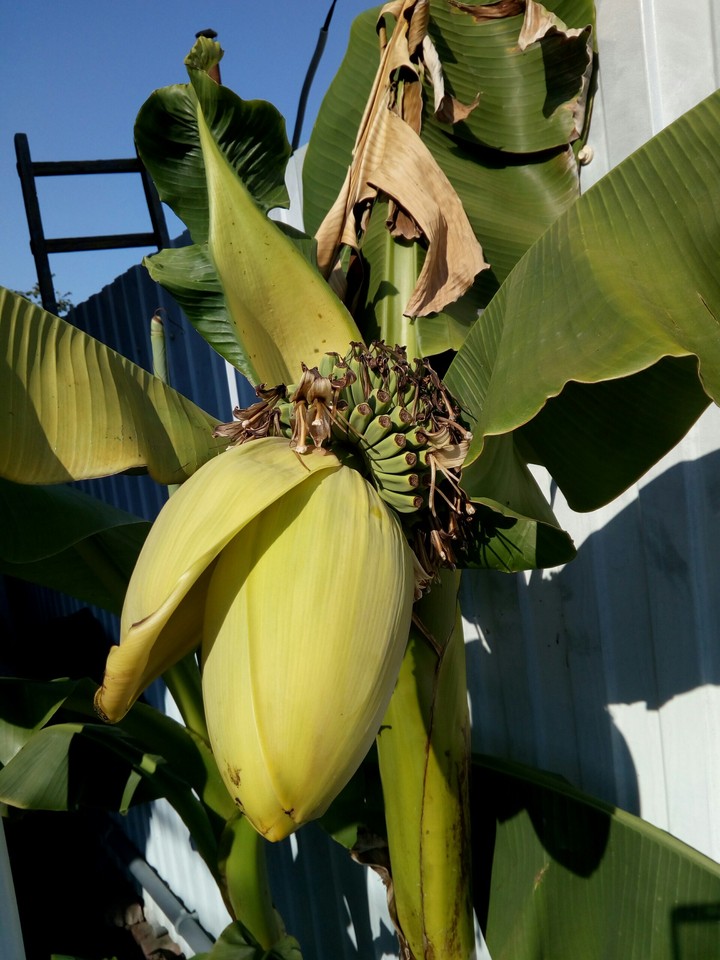 little bananas with big flower