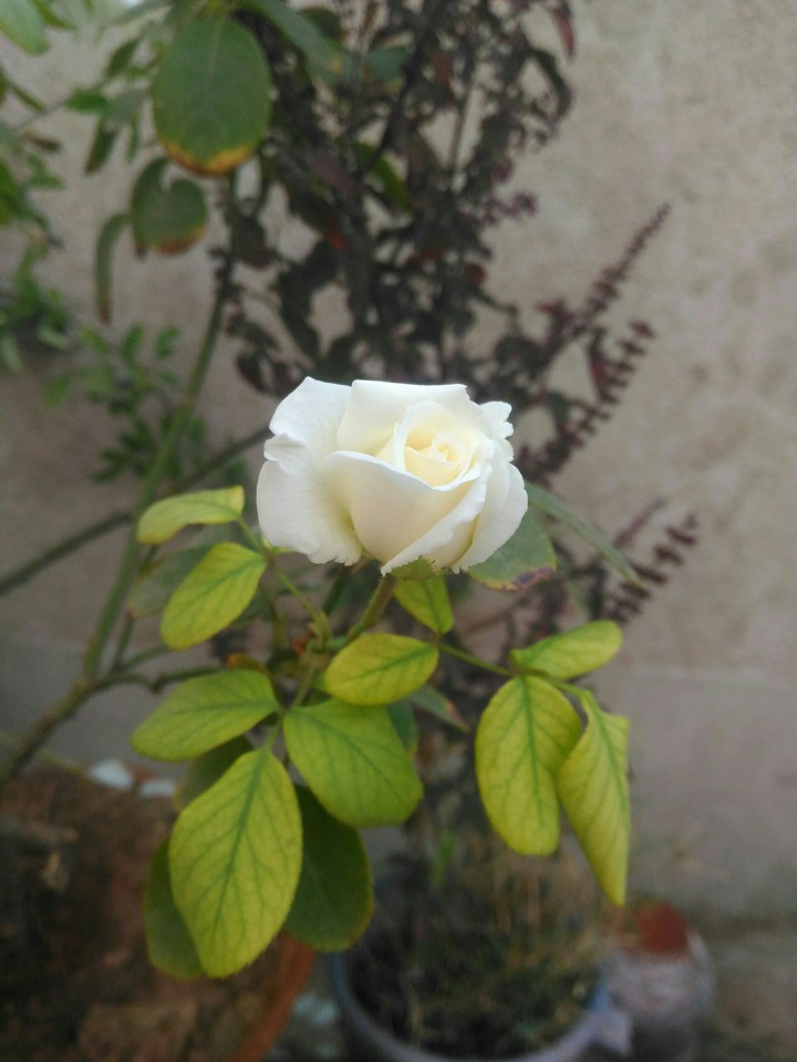 rose