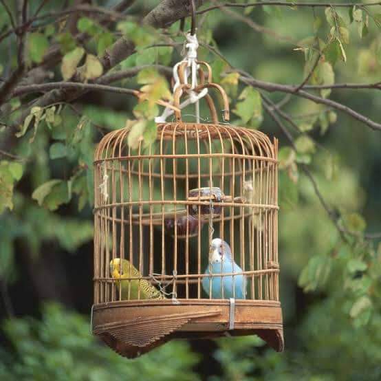cab bird