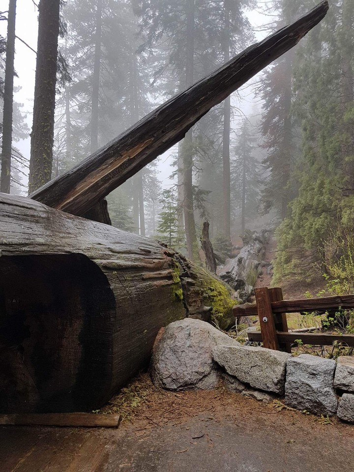 Sequoia park