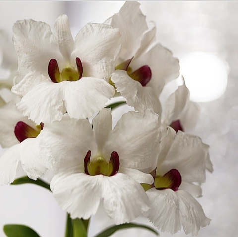 Orchid