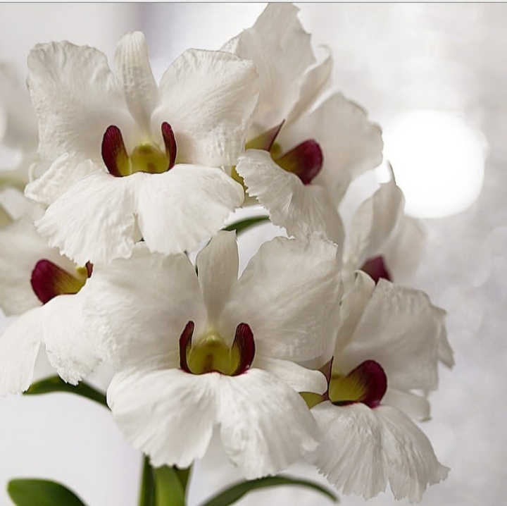 Orchid
