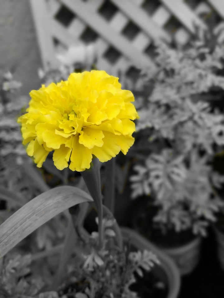 flor