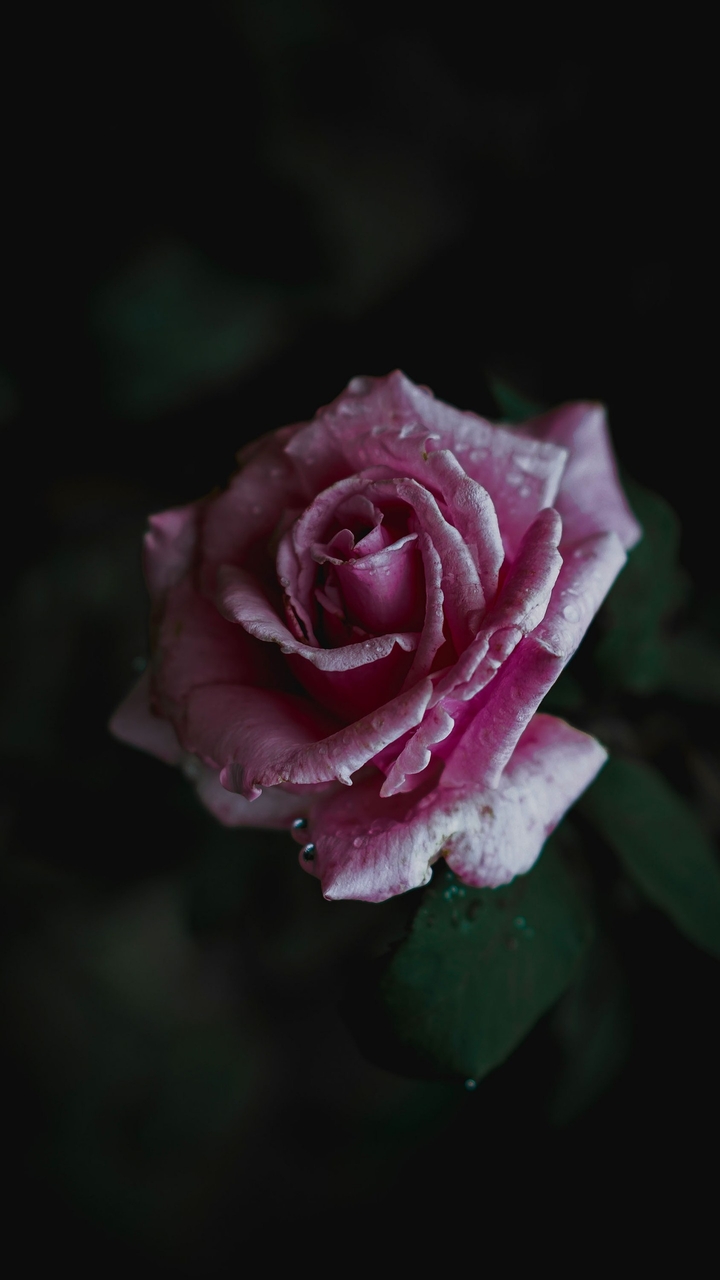 rose