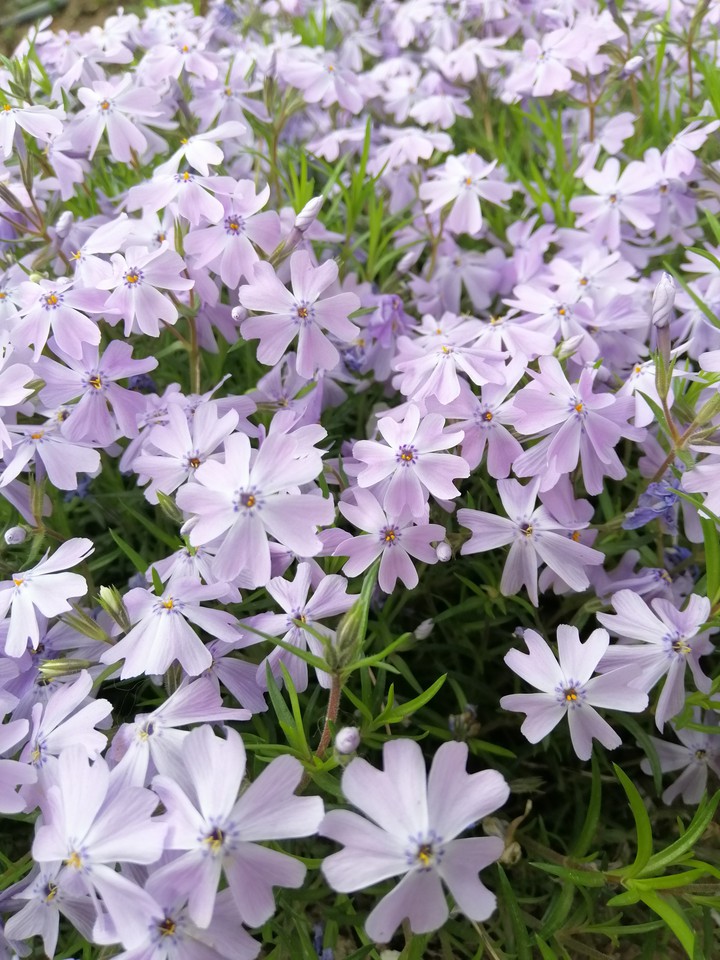 #цветы #весна #цветение #цветок #flowers #march #spring