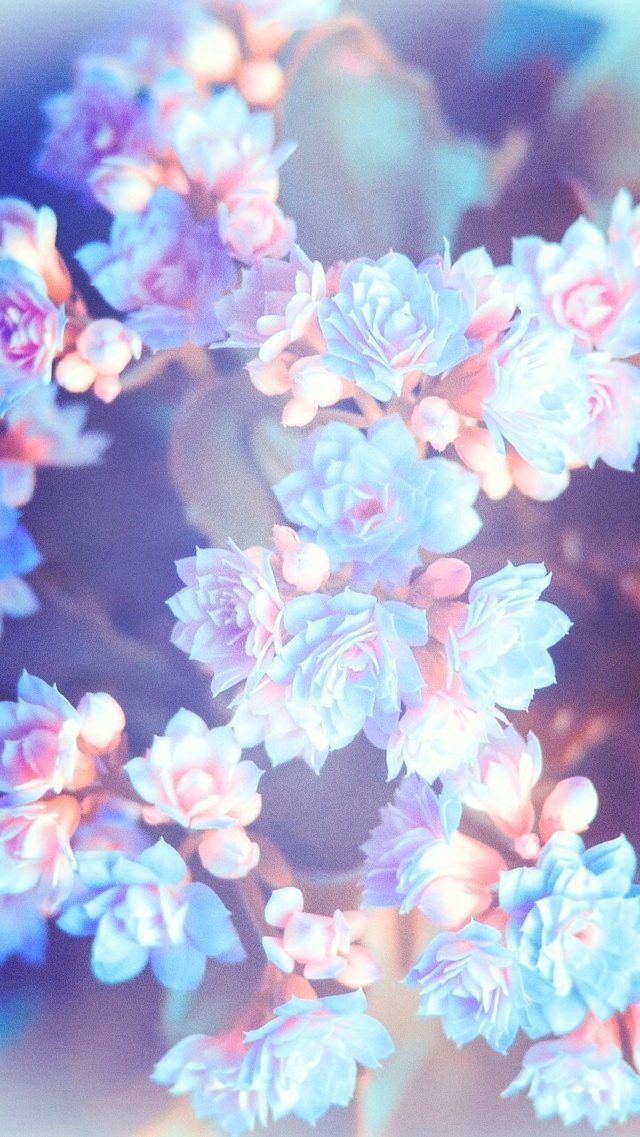 pastel flowers