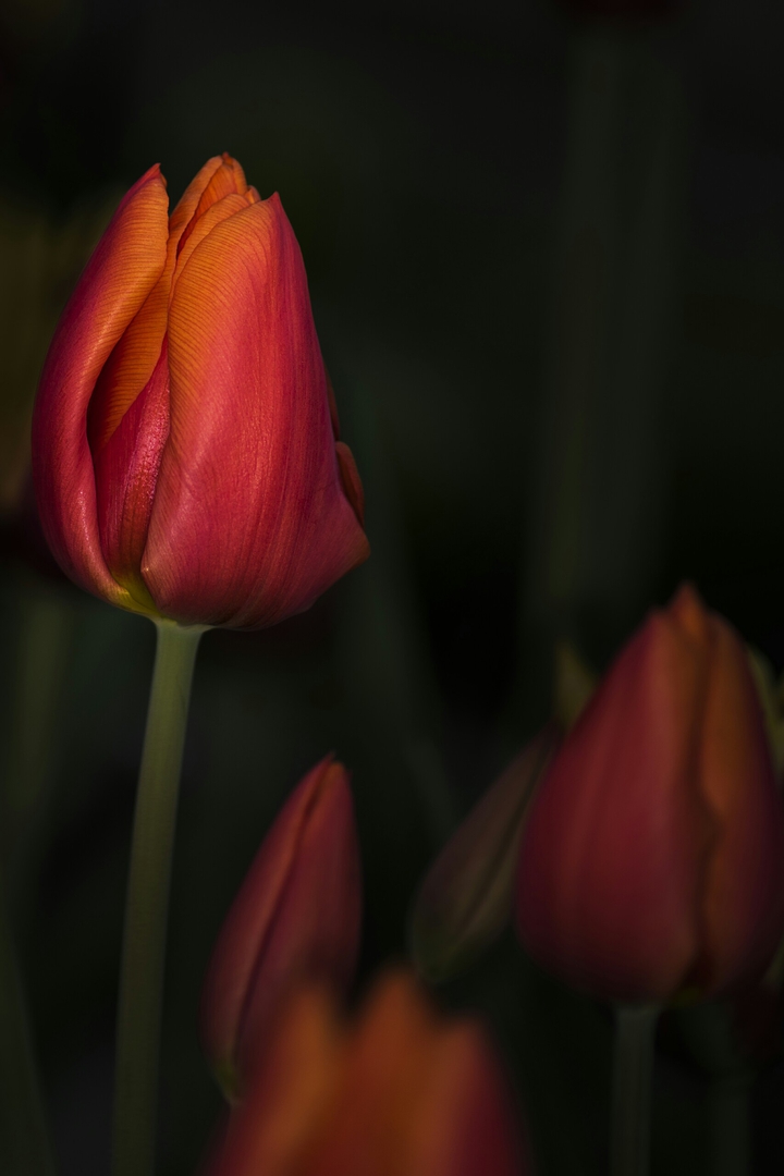 flowers for you..!✌