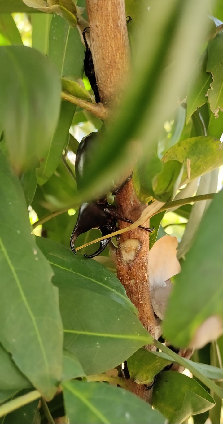 Rhinoceros beetles