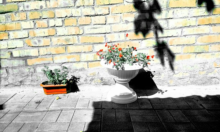Flowers in black