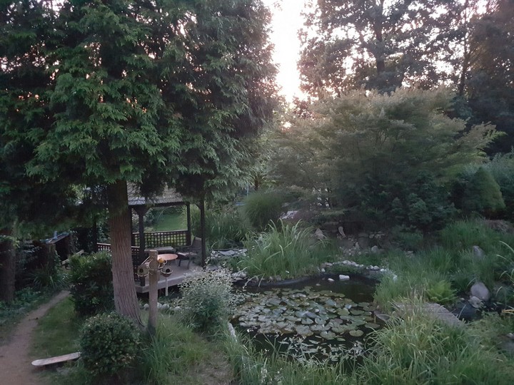my garden