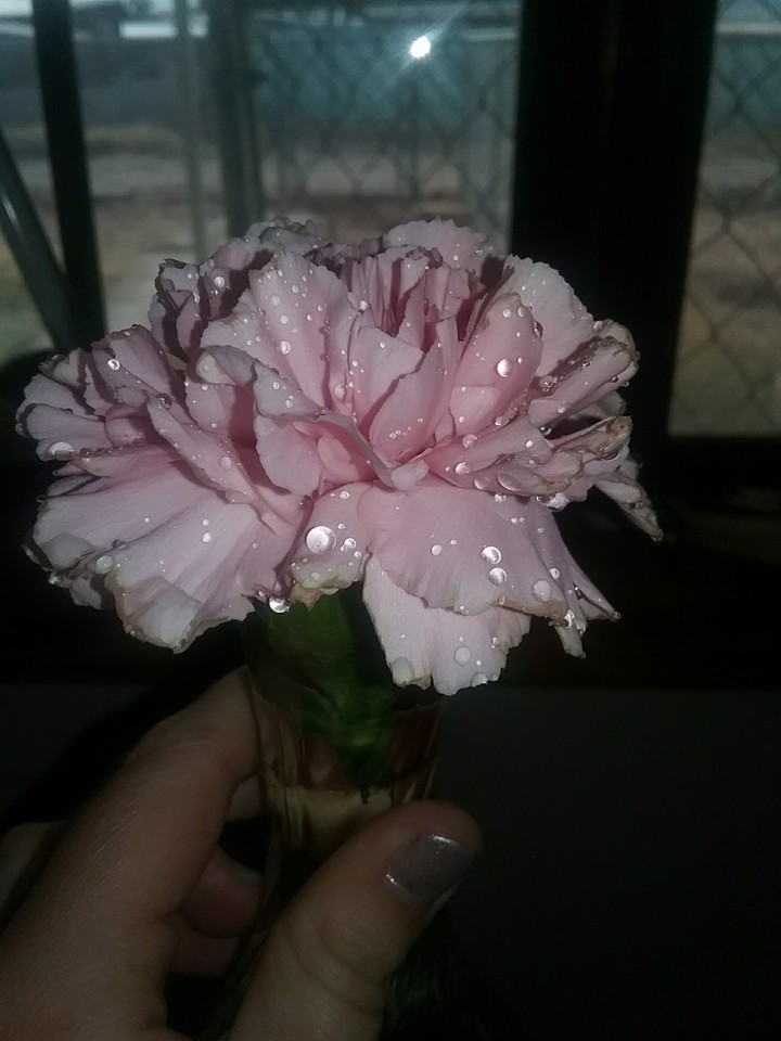water droplets on a flower