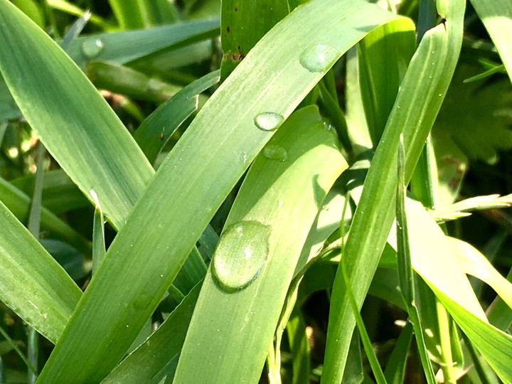 morning dew