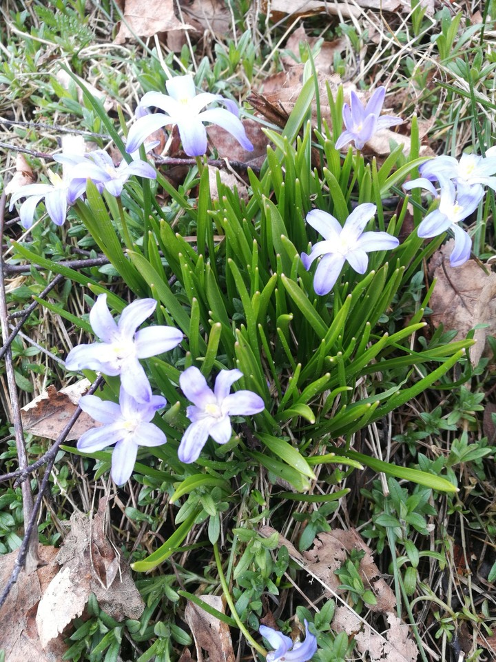 Bluebells in early spring