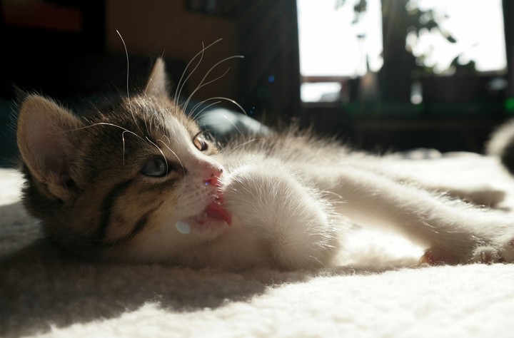 Kitty 0001-009
