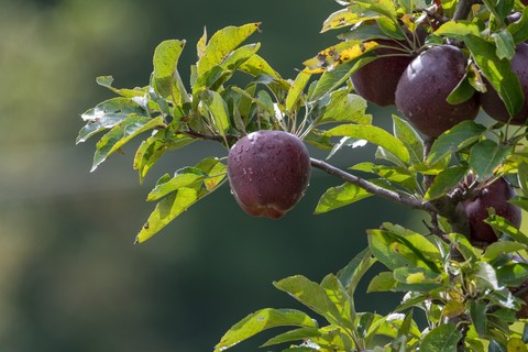 superfood, Ingredient háttérképek