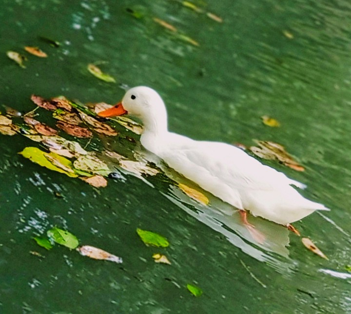 Duck
