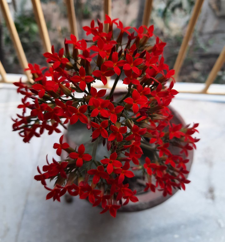 Red Love...?⚘⚘???⚘❤?⚘?