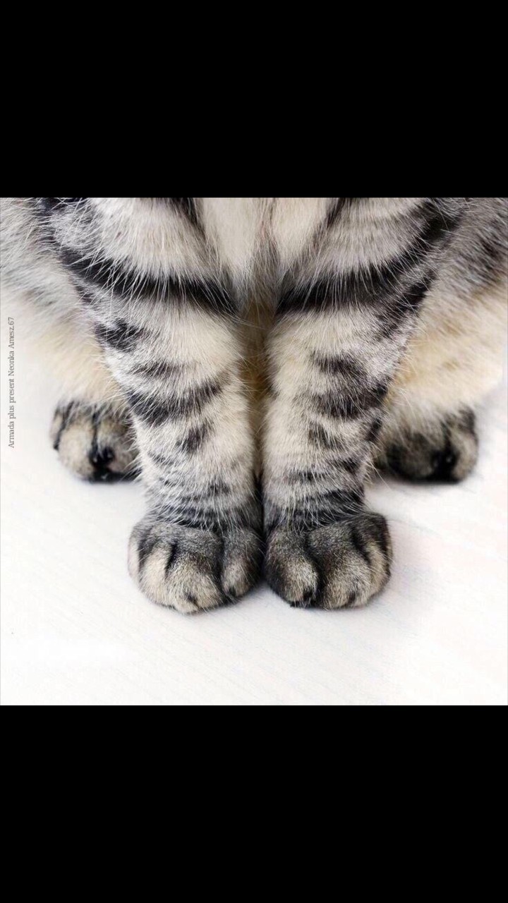 кот
